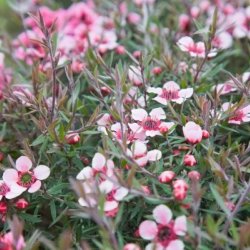 tea tree oil, organic skin care, healthy skin, naturel skincare tea tree oil, organic skin care, healthy skin, naturel skincare